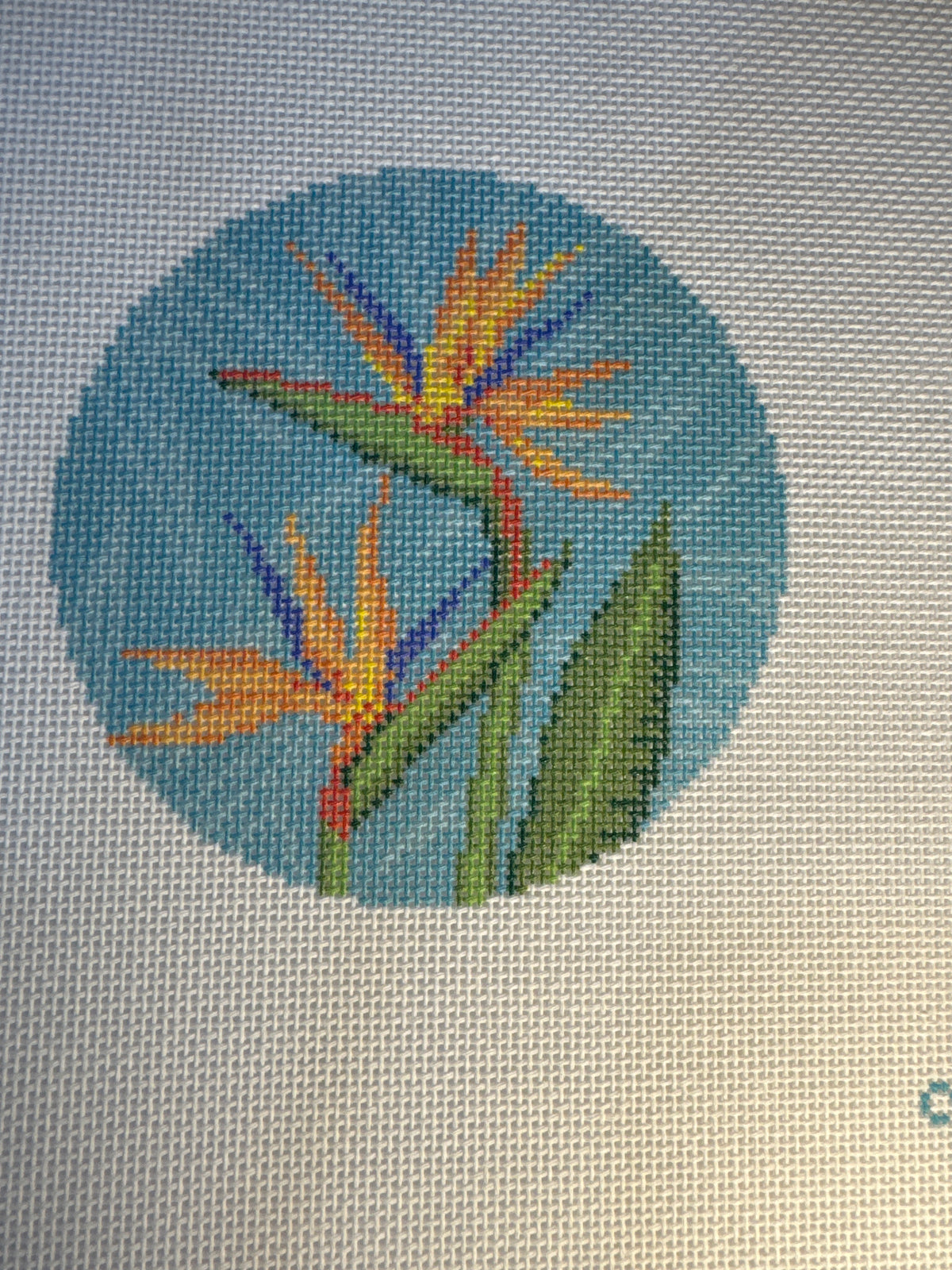 Bird Of Paradise