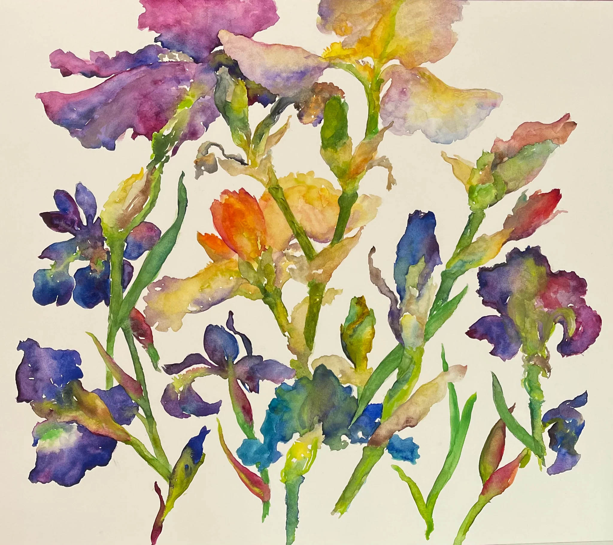 C-CC-05-Irises